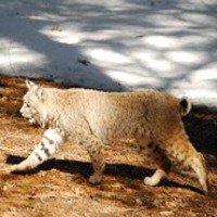 Walking bobcat