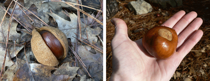 Buckeye in the husk and in the hand