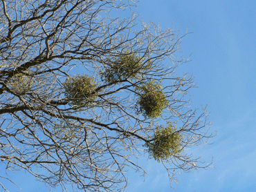 Leafy Mistletoe in the crown of a bare California oak tree.