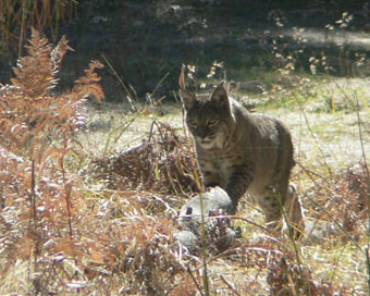 bobcat in meadow