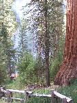 Mariposa Grove Prescribed Fire