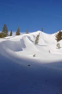 Snow in Jack Main Canyon, taken during the February snow survey.