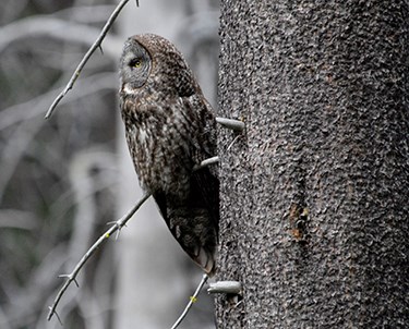 Side profile of a great gray owl on a tree
