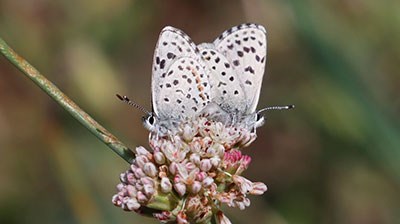 mating pair of Pacific Dotted Blues on a flower