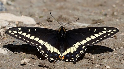 Indra Swallowtail black and cream in color on the ground