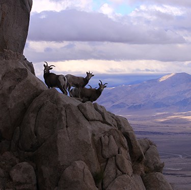 Three bighorn sheep on a steep cliff