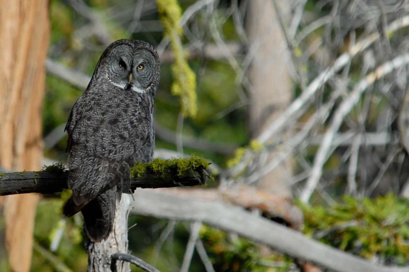 Great gray owl sitting on a mossy branch Great gray owl sitting on a mossy branch