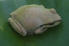 A light green frog sits on a leaf