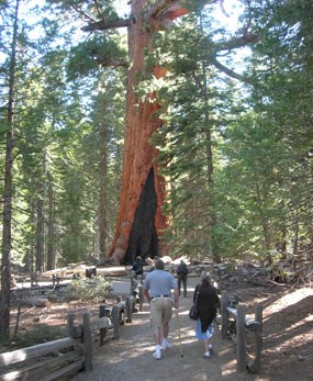 Visitors walk on path to a sequoia tree