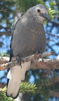 Gray bird on a tree branch