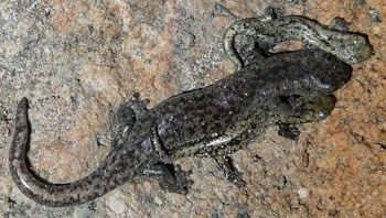 An adult and two baby salamanders on a rock