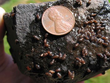 Snails cling to a wet rock with a penny, for size, to show how small the snails are