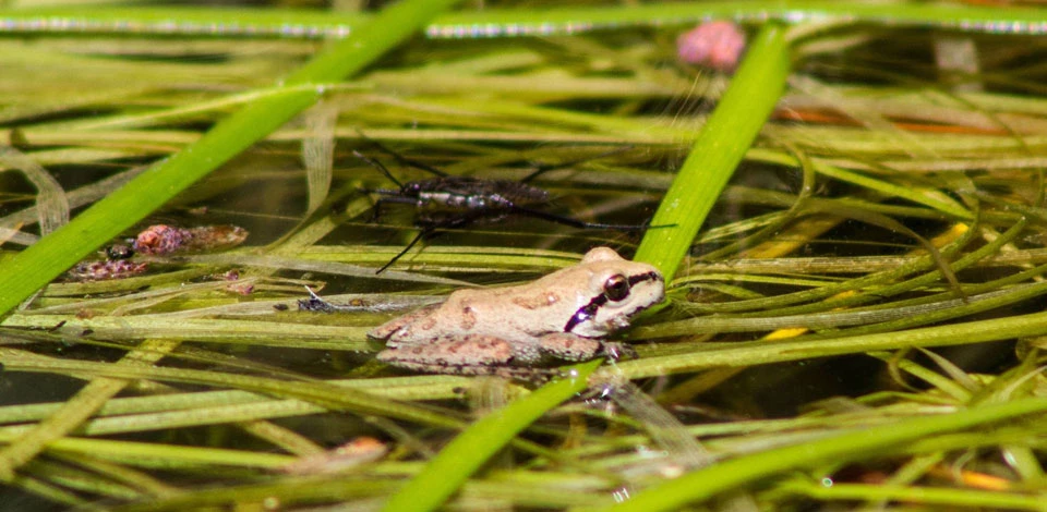 Pacific Tree Frog Cream Morph Pacific Tree Frog Cream Morph in water