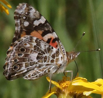Painted lady butterfly on yellow flower