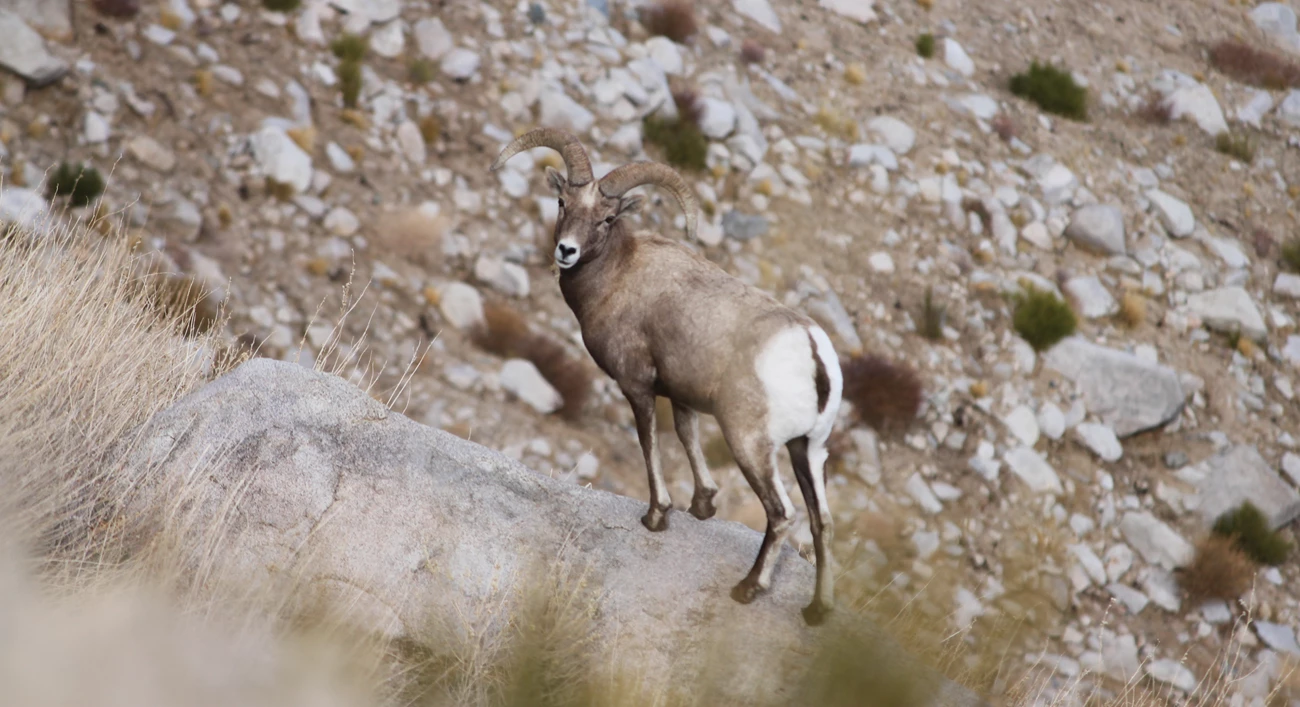 Bighorn sheep ram on a rock Bighorn sheep ram on a rock