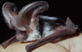 Bats - Yosemite National Park (U.S. National Park Service)