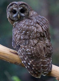 Spotted owl twists neck to look ahead