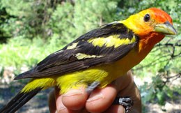 The Western tanager is a yellow-breasted bird with black wings and an orange head