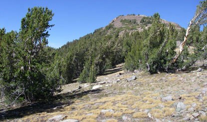 Trees scattered across mountain peak