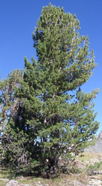 Single whitebark pine tree