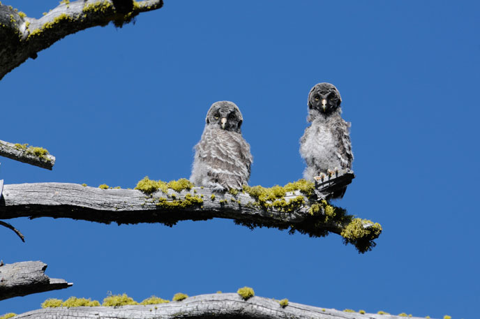 Two juvenile great gray owls perched on a branch