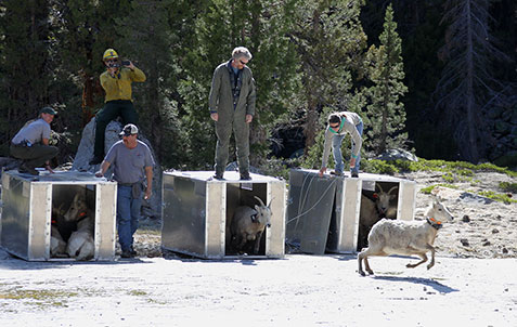 Bighorn sheep are released from their metal crates as several employees watch them run to their new home in the Cathedral Range.