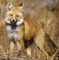 Red fox stands in field
