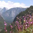 Wildflowers