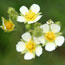 Cluster of white flowers