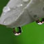 Water drops from a leaf
