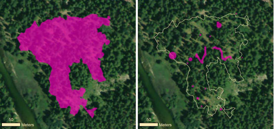 Map showing pre- and post-treatment blackberry occurrence