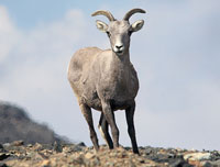 A single bighorn sheep stands erect