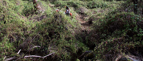 Himalayan blackberry covers the landscape in a dense mass