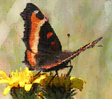 California Tortoiseshell butterfly with orange yellow and black