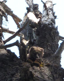 fisher in tree