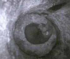 Kit lays curled up inside a tree cavity