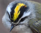 Gray bird's head with black and yellow coloring