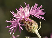 Pink flower on stem