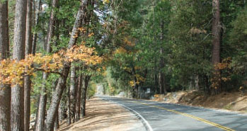 Young oaks grow just feet away from the paved road