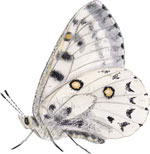 Drawing of a butterfly