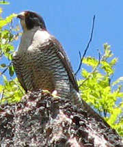 Peregrine falcon sits on rock