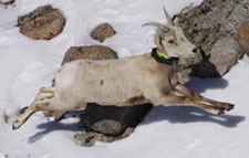 Collared-sheep runs across rocky landscape with snow