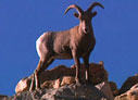 a bighorn sheep stands on rocks