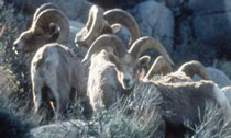 Sheep standing on a rock