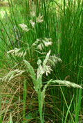 Stem of Velvet Grass in Field