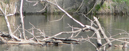 Two turtles on woody debris in water
