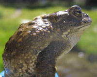 Profile of toad with bumpy skin