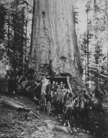 Wawona Tunnel Tree (now fallen) circa 1909.