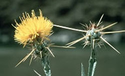 Photo of Yellow Star Thistle