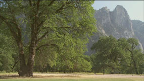 Black oak tree in Yosemite Valley